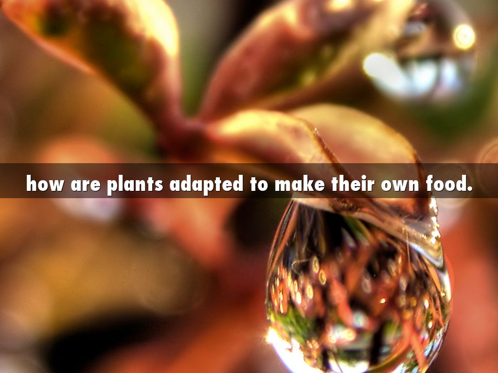 how are plants adapted to make their own food. by