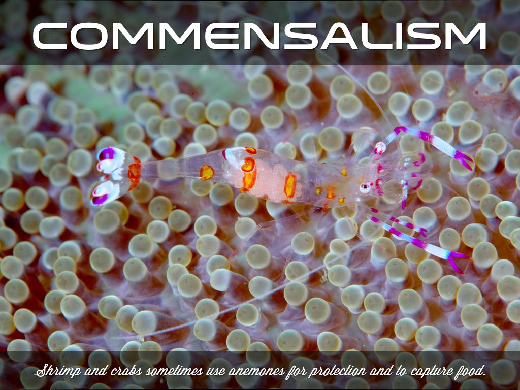 Symbiotic Interactions