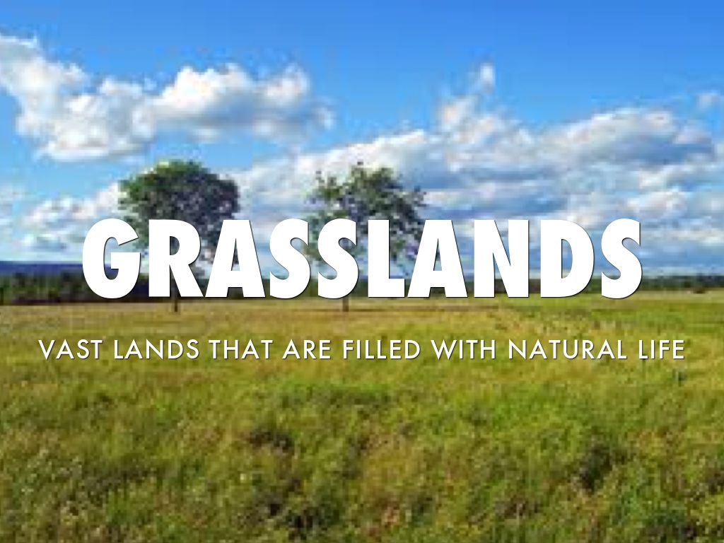 Grassland