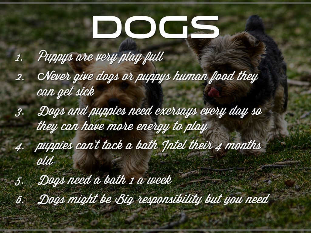 How To Take Care Of Dogs And Puppies by Alondra