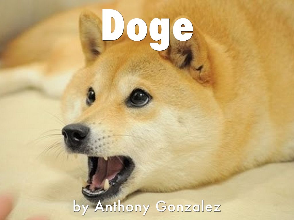 Doge