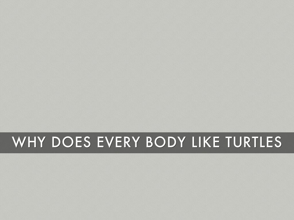 🐢🐢Why Does Every Bod Like Turtles????🐢🐢
