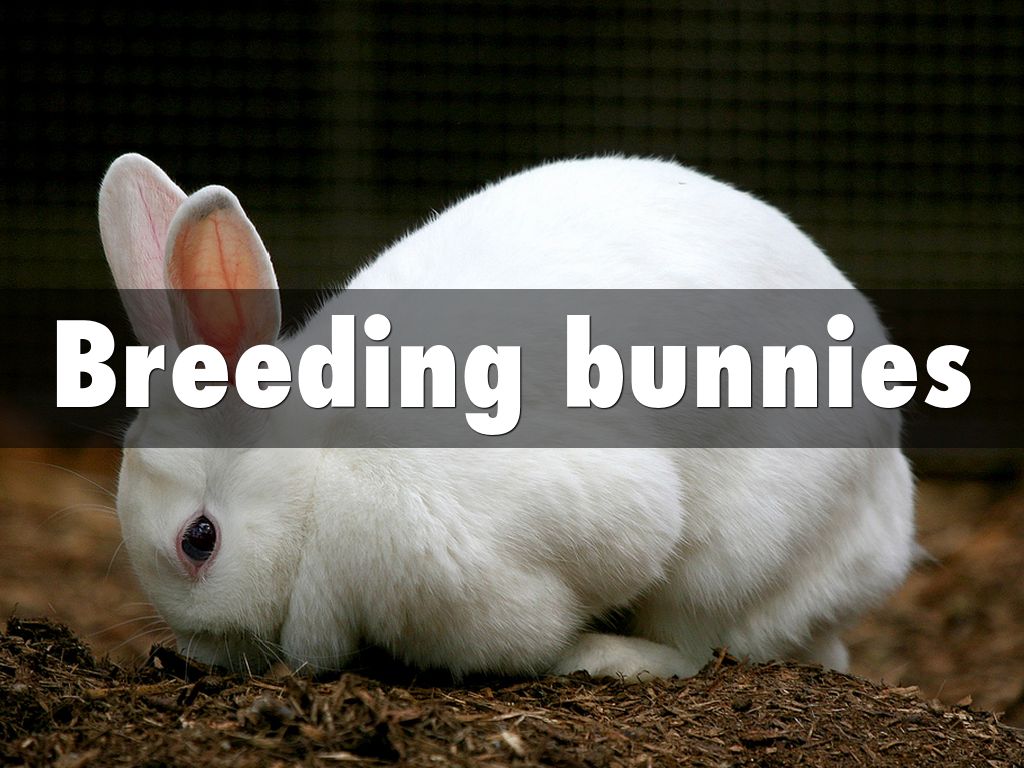 Breeding bunnies by Rich Pepperell