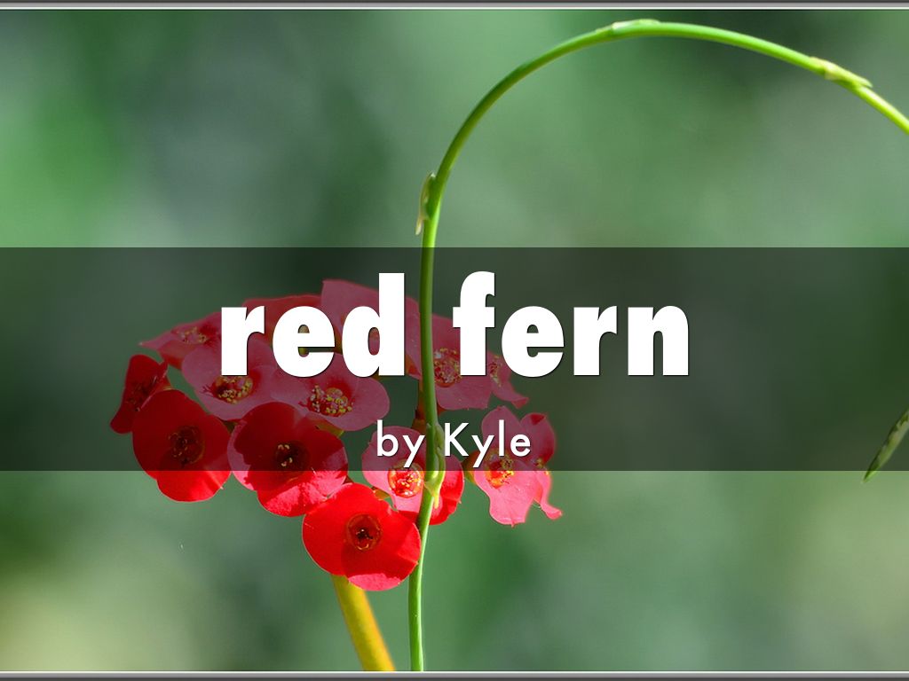 red fern