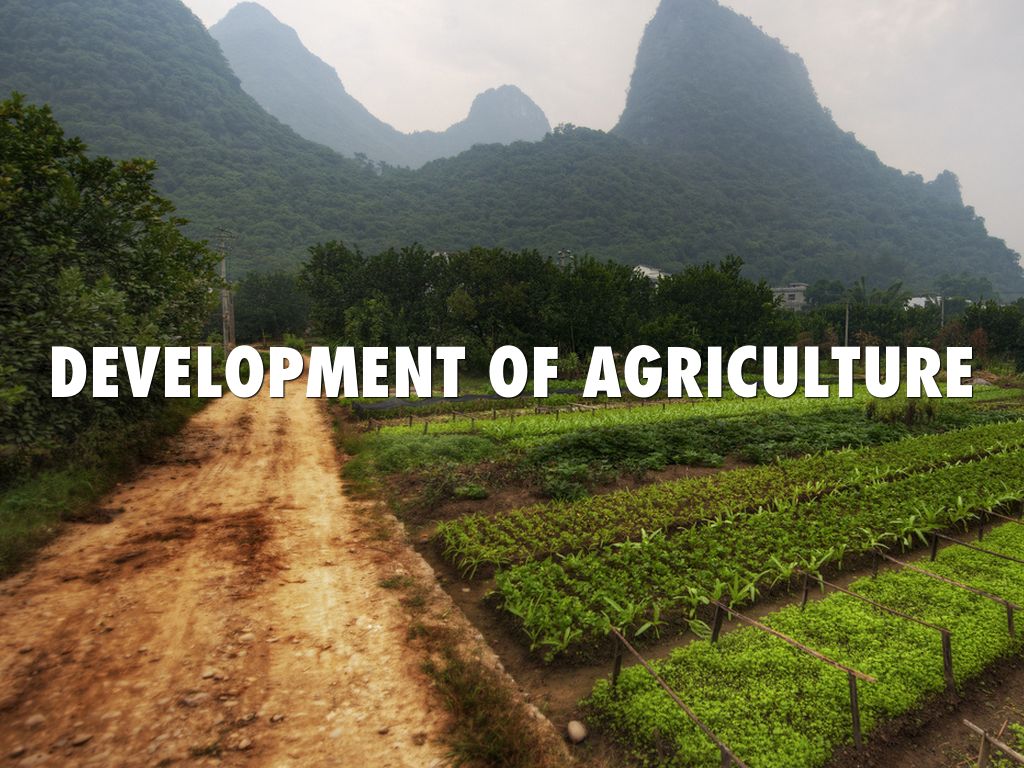 Social Studies by Weston Segura