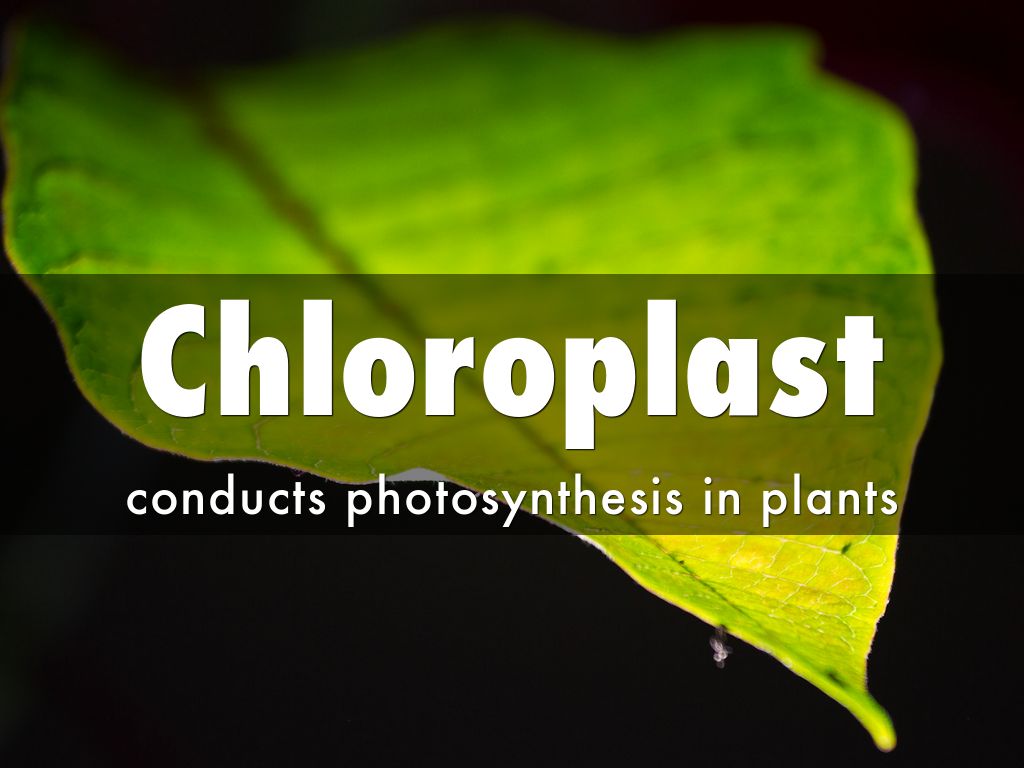 Chloroplast