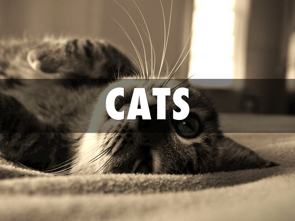 Pets By Julian