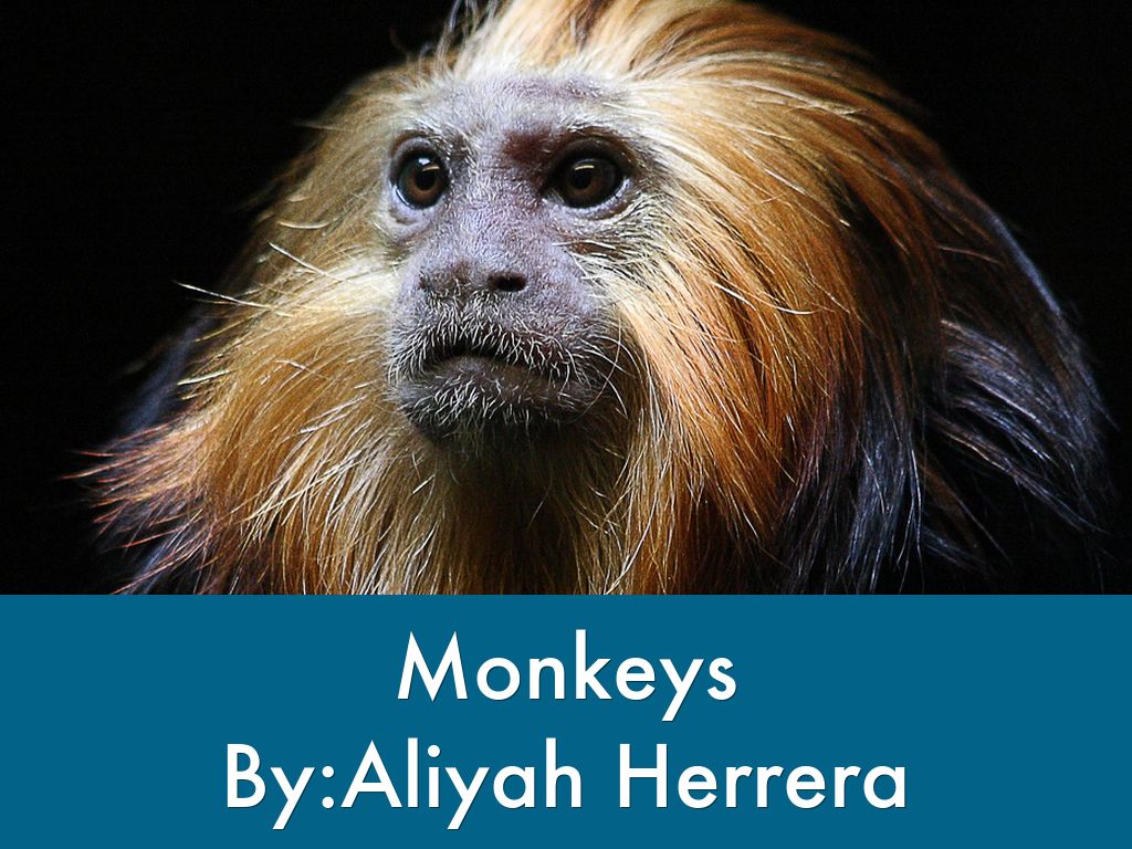 Monkeys 