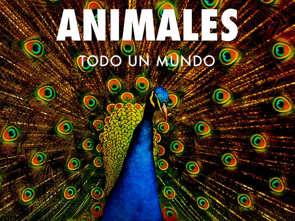 ANIMALES