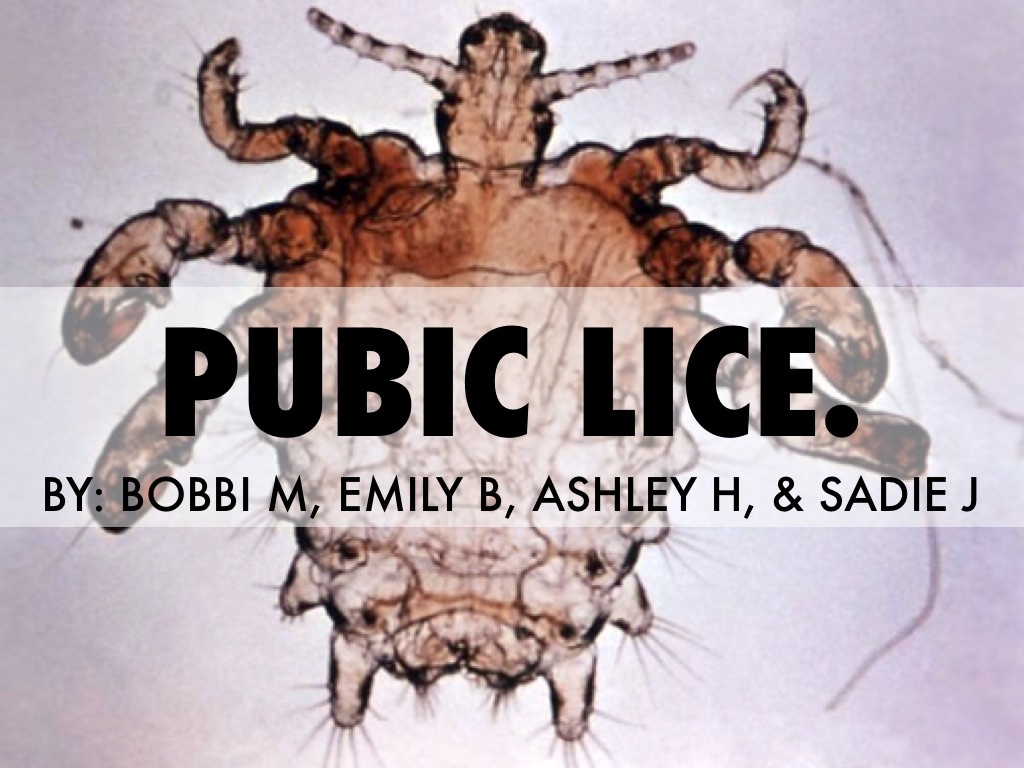 Pubic Lice.