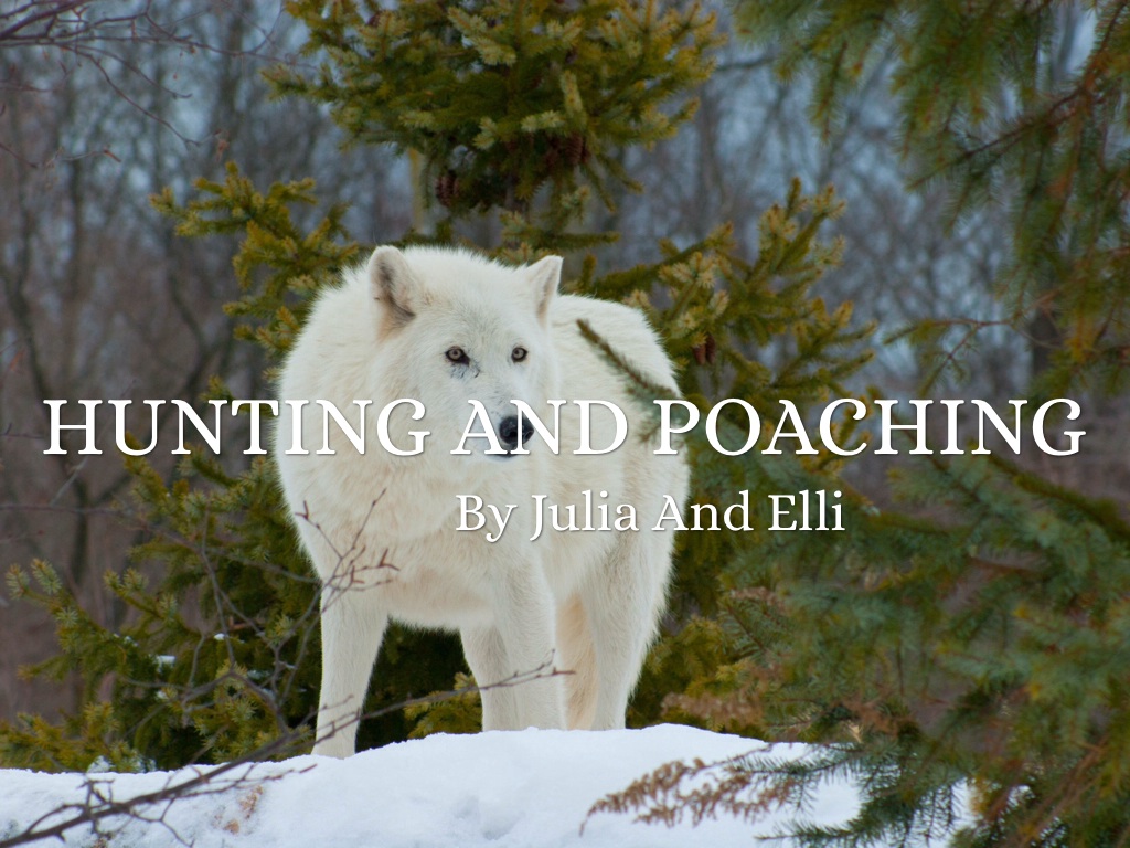 Hunting and Poaching by media12
