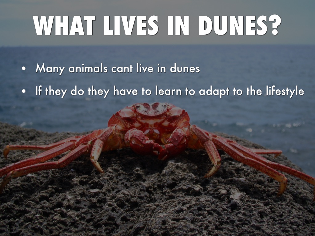 Dunes by Allie Galbreath