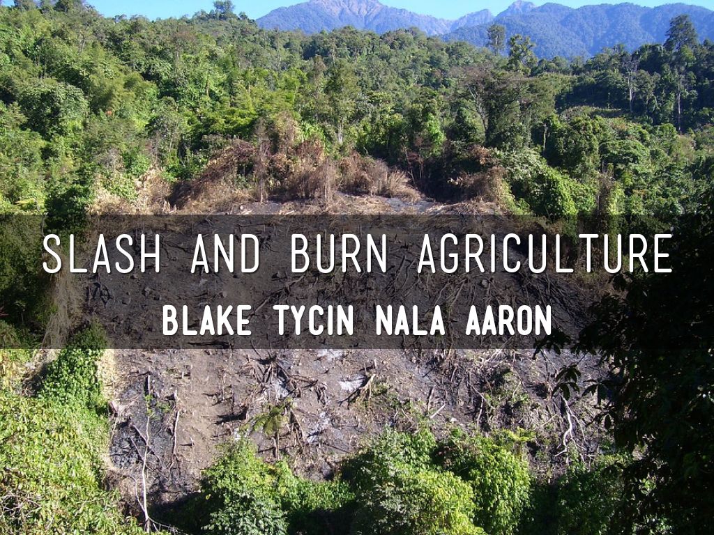 Slash And Burn Agriculture by Tycin Bejarano