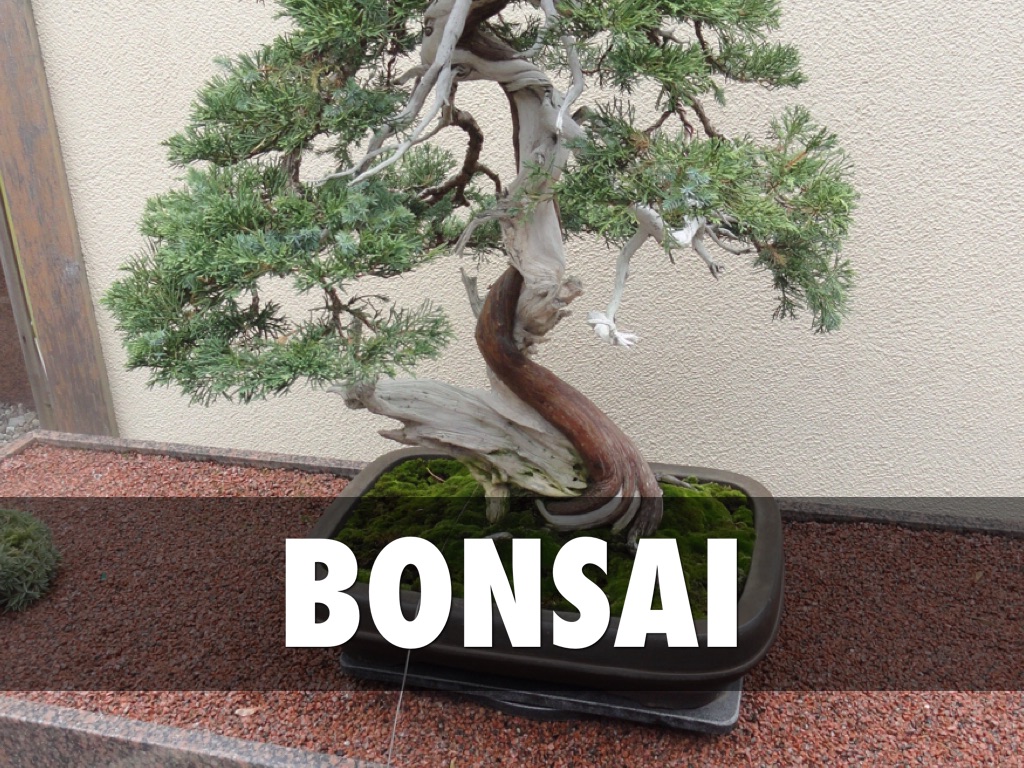 Bonsai
