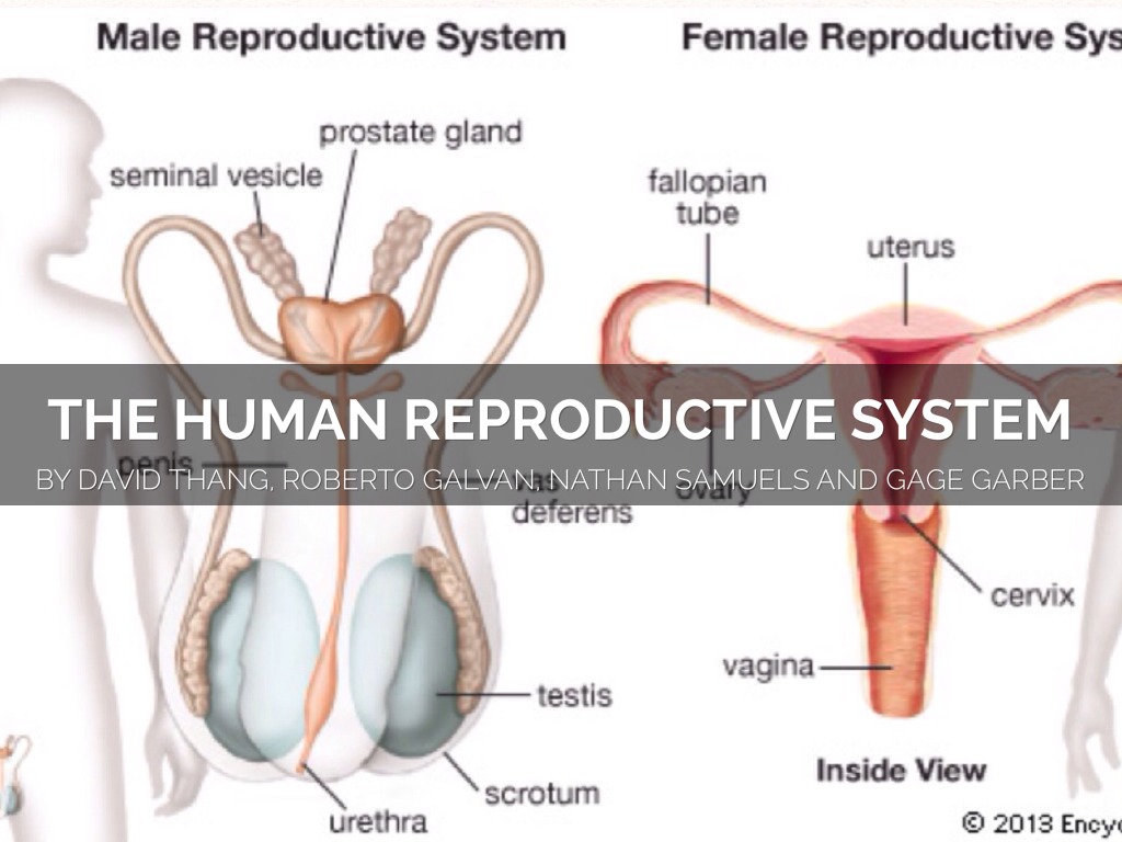 Human Reproductive System by David