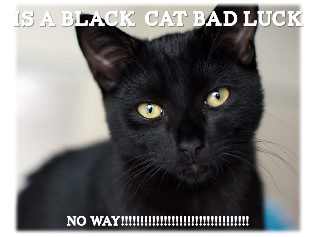 JackCats by FC Grade3