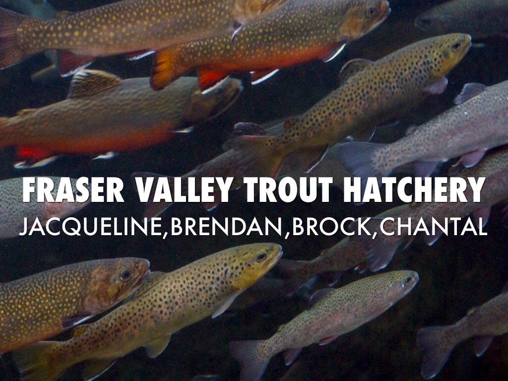 Trout Hatchery by Mr Regehr