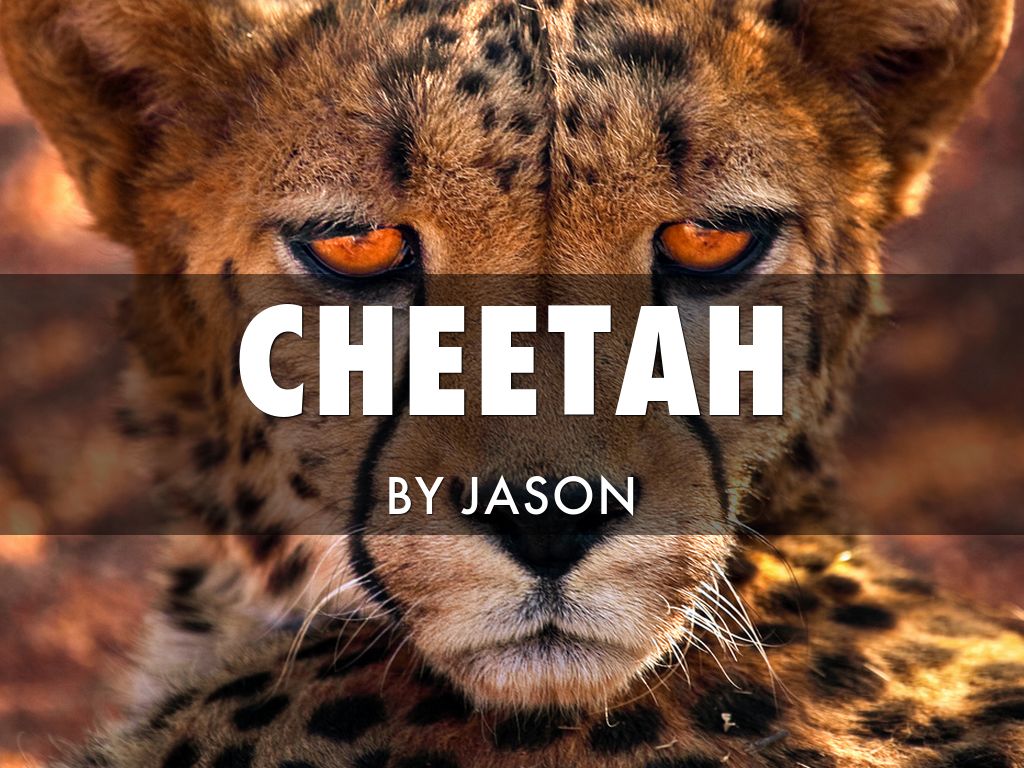 Copy of Cheetah By Jason