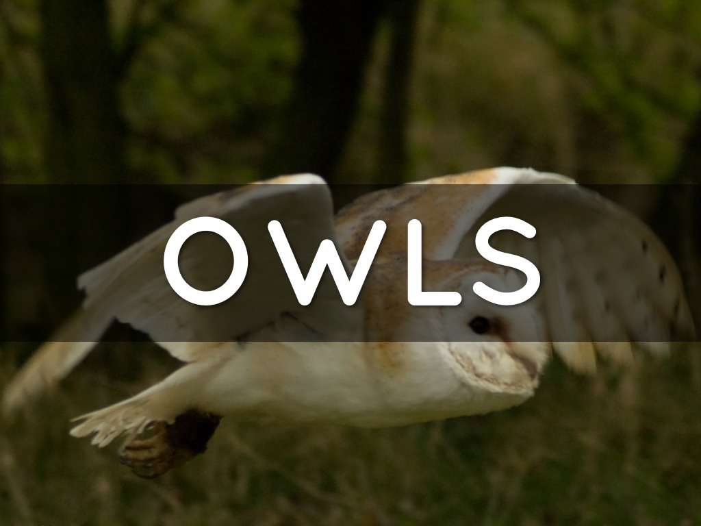 Owls