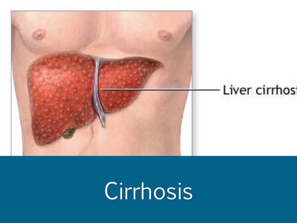 The digestive system by Selena Guerra