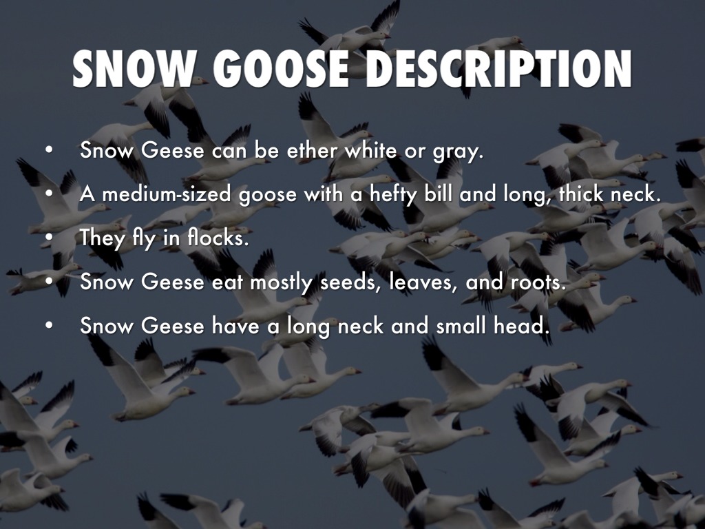 Snow geese by Chad Mcwhorter