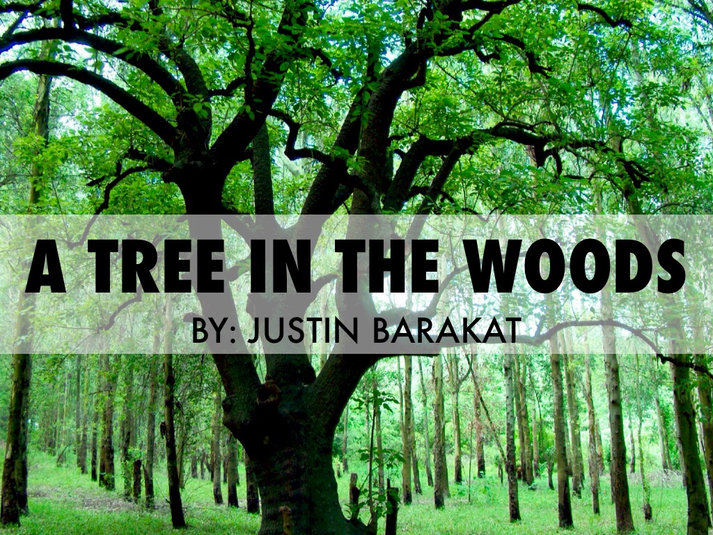 A Tree in the Woods