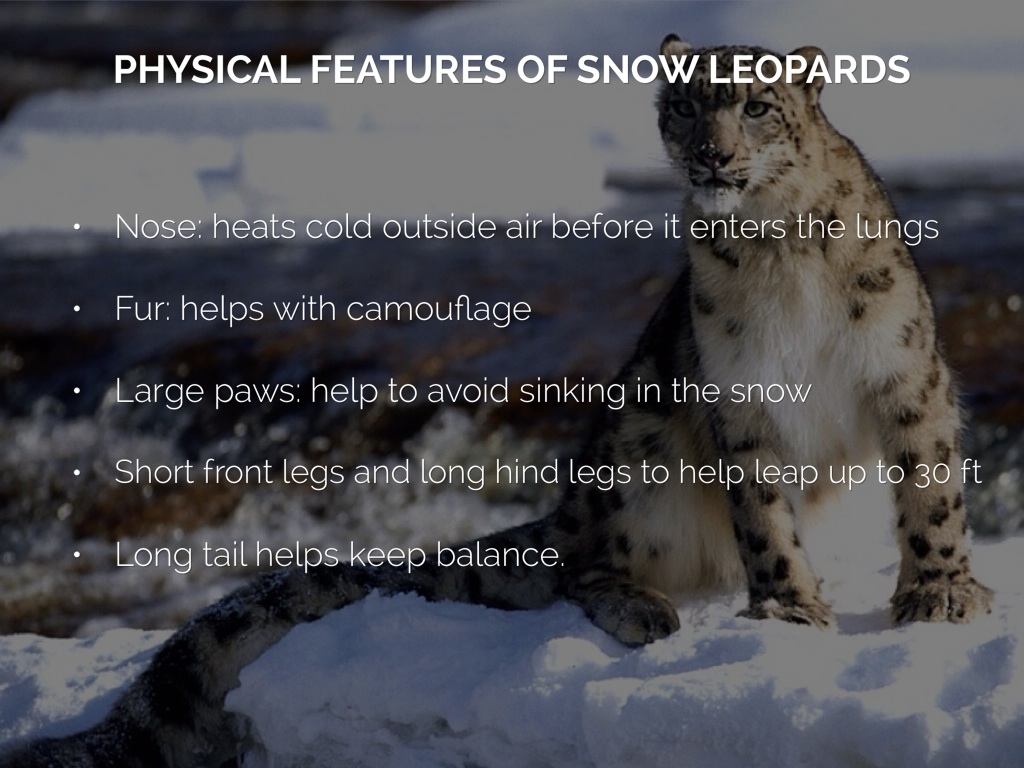 Snow Leopards by Jazmyn Liwag