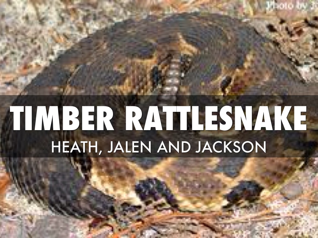 Timber Rattlesnake
