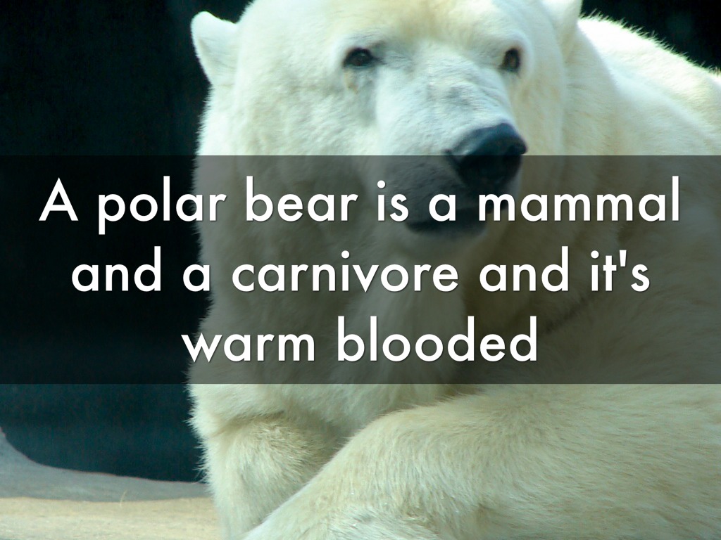 Polar Bears by carrie_hamilton