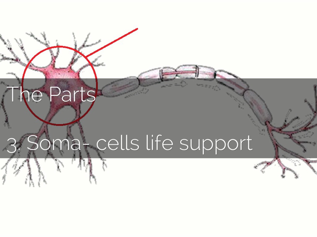 The Neuron by Nicole Ciari