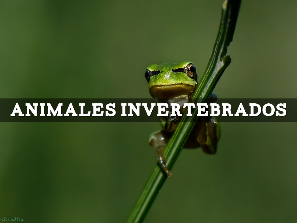Invertebrados