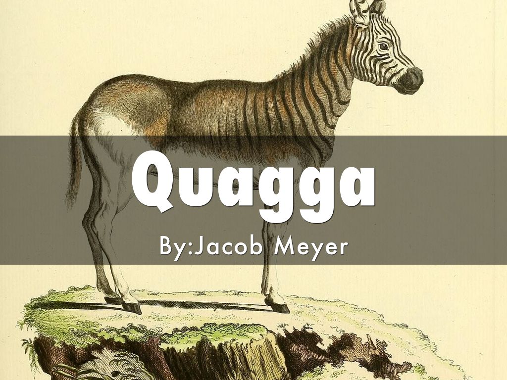 Quagga
