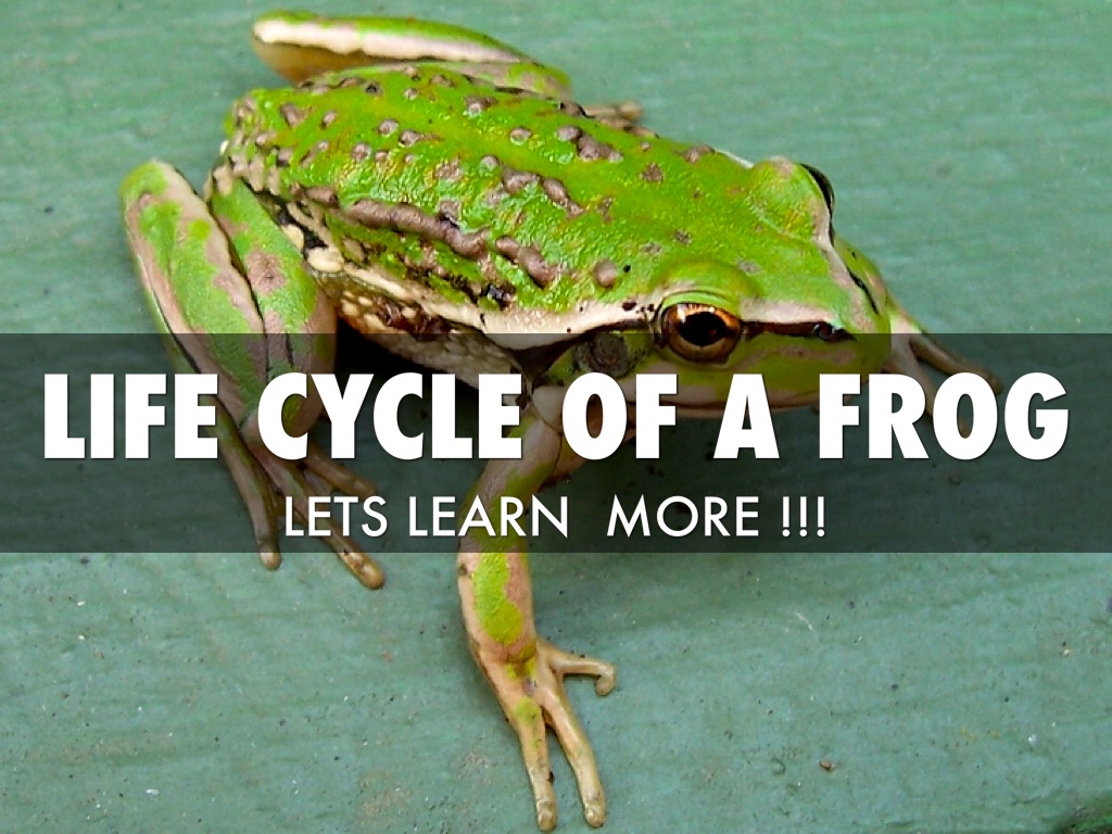cycle of a frog cycle of a frog