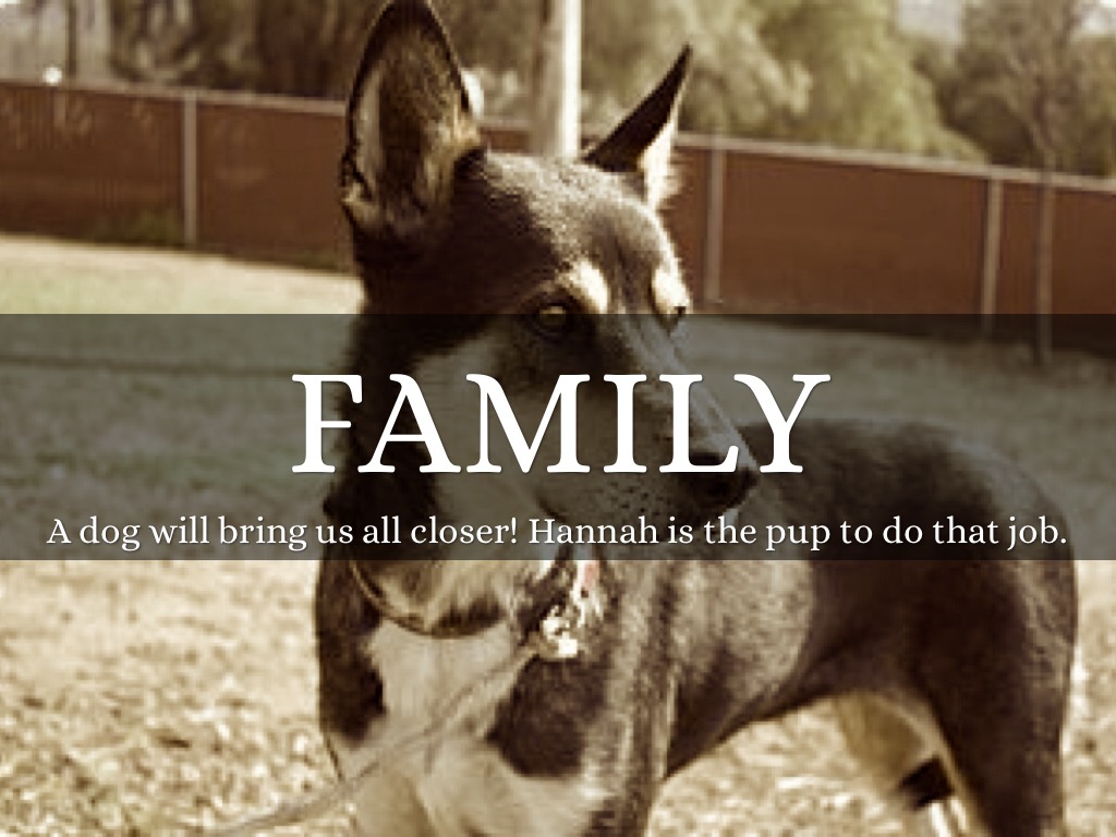 Why We Should Get A Dog by Cassidy