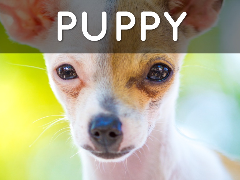 What Animal Would You Like To Have For A Pet? by