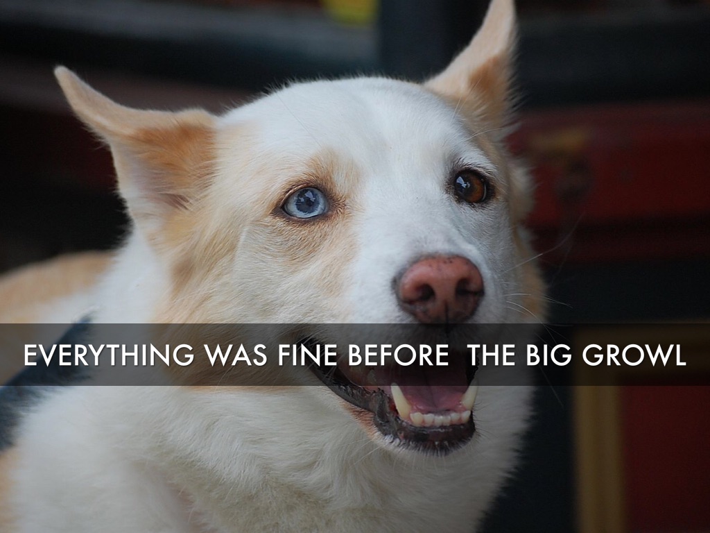 Survivors The Empty City