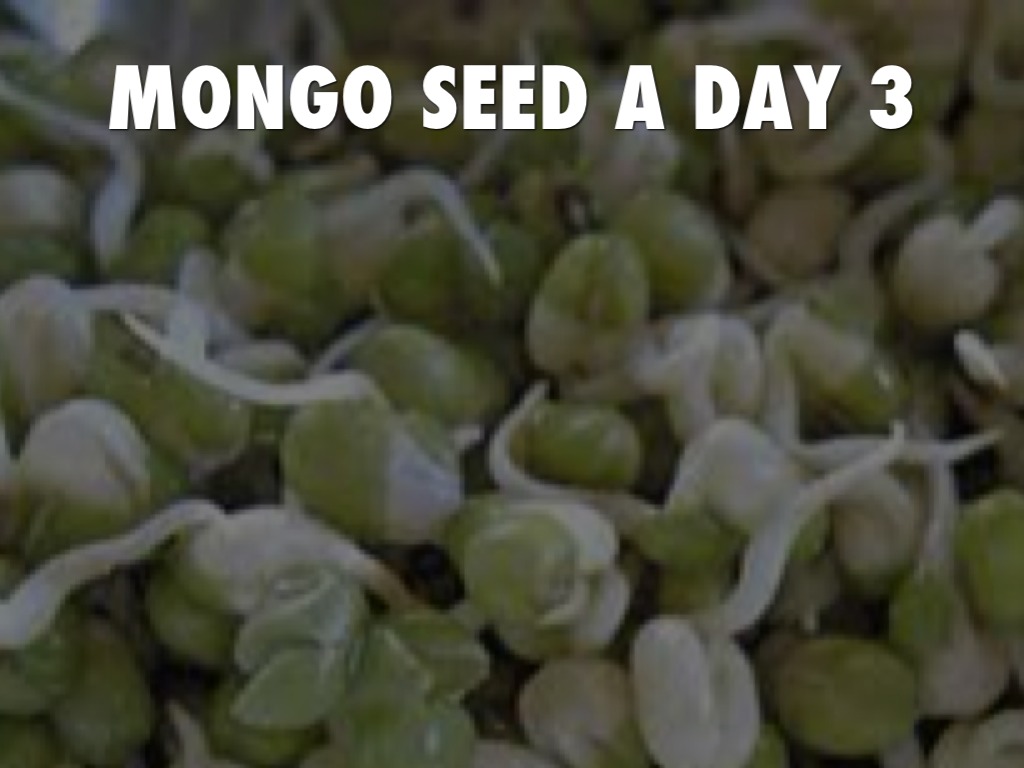 mongo seed experiment day 1 7 brainly