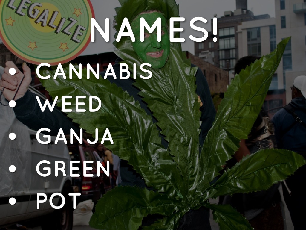 MARIJUANA 101 by wormelyc