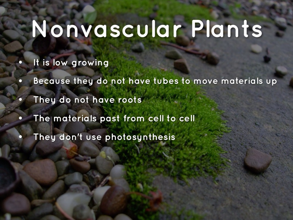 Plants By Dakota Bonner Plant Adaptations For Land