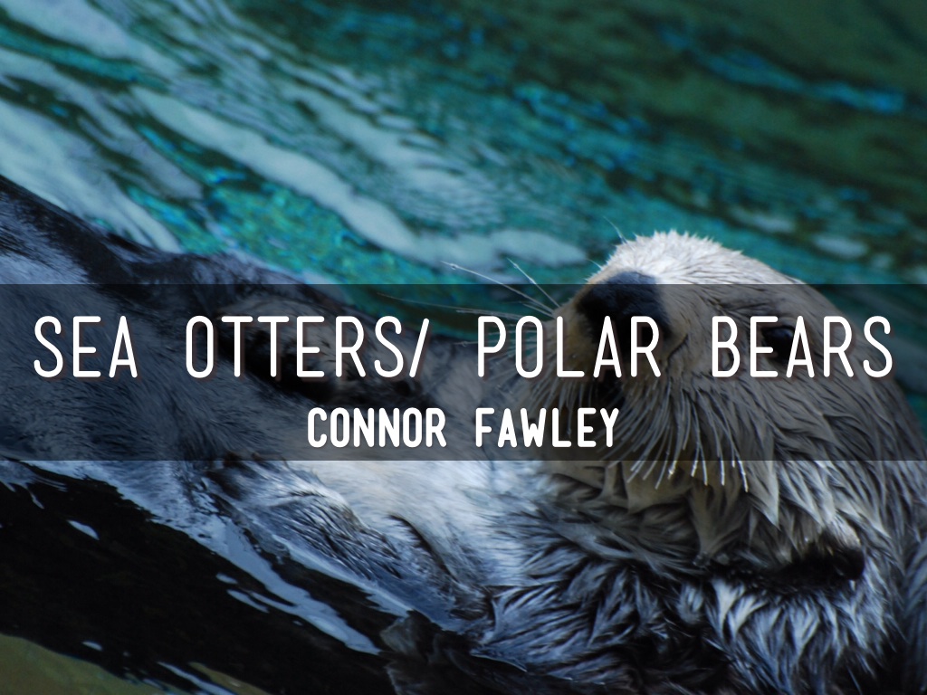 Sea Otters/ Polar Bears