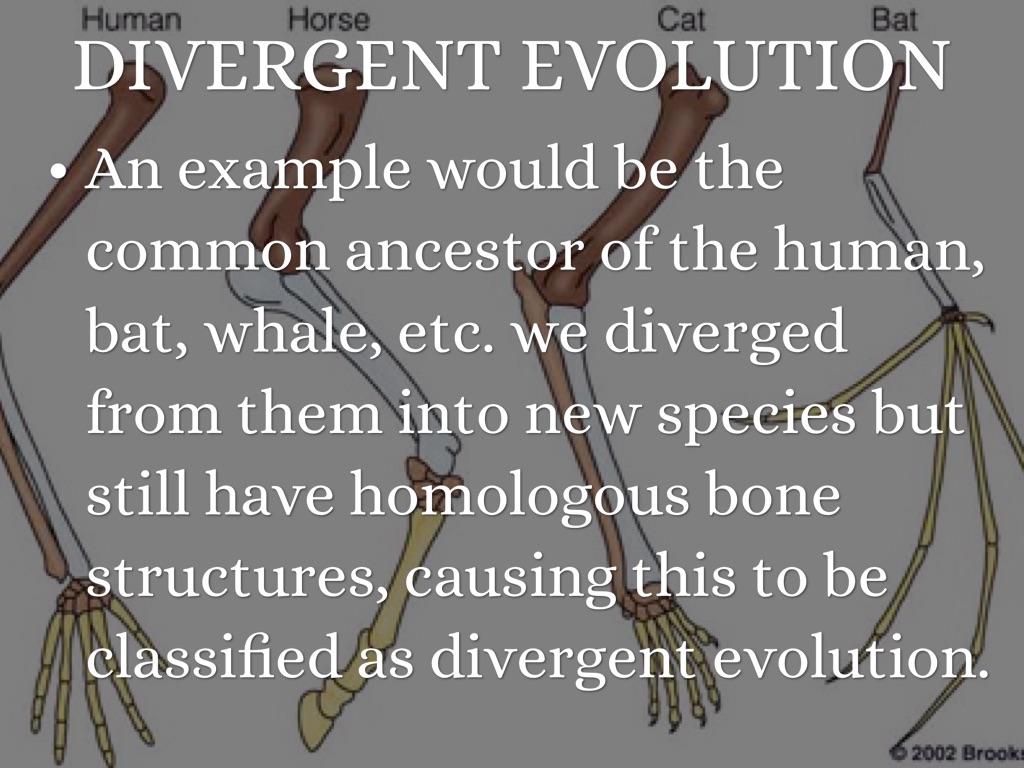Evolution of the horse - Wikipedia, image size:1024x768