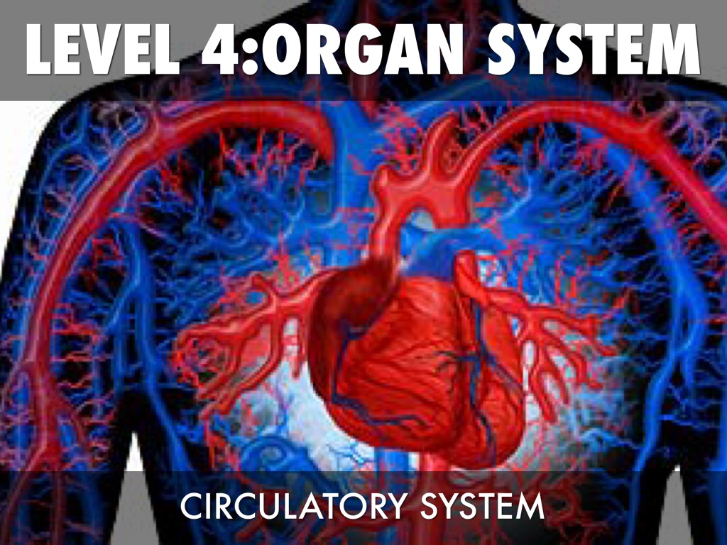 Levels Of Organization by 7471