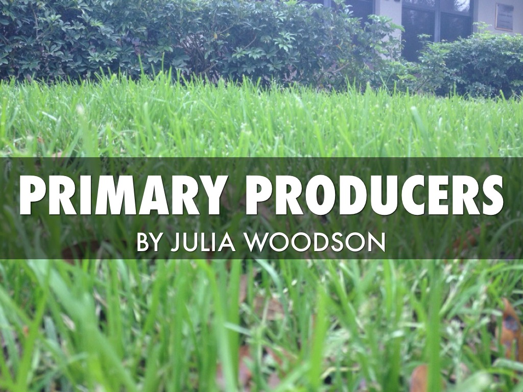 Primary Producers by Julia Woodson