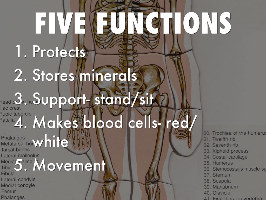 Skeletal & Muscular Systems