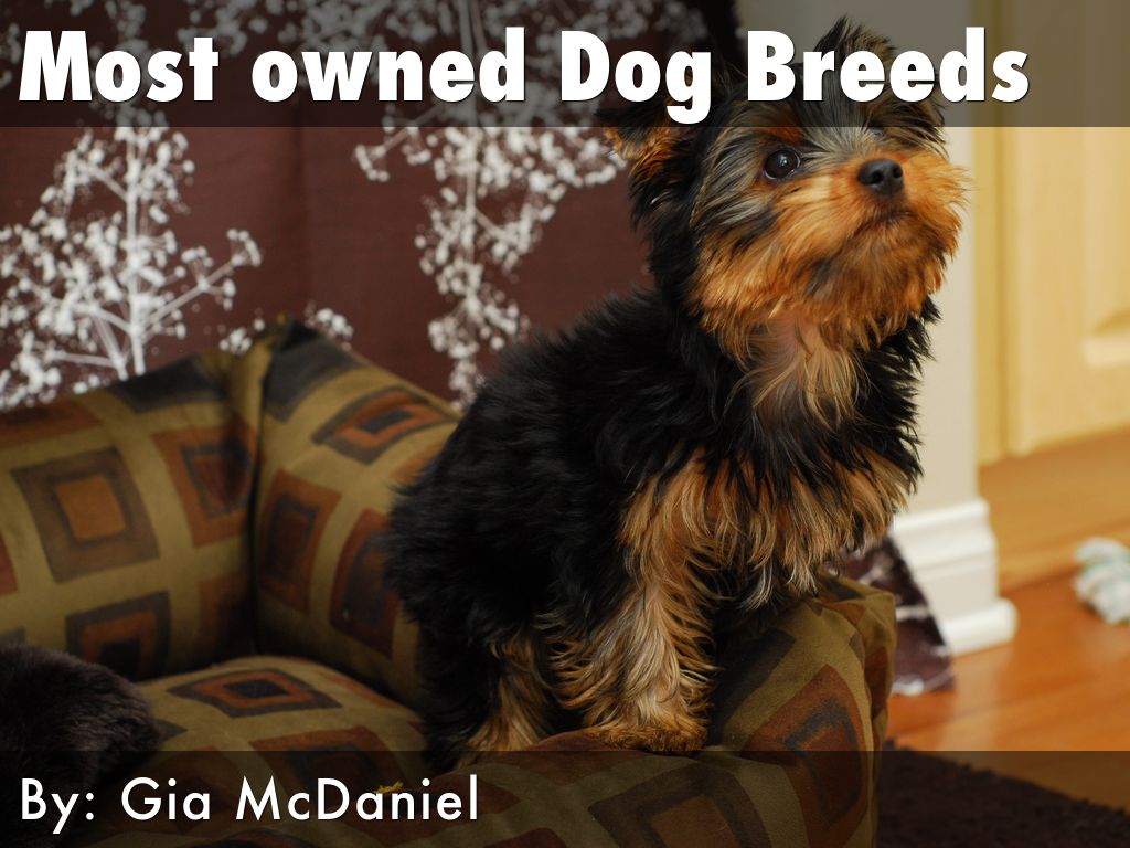 Most owned Dog Breeds by 20mcdangia
