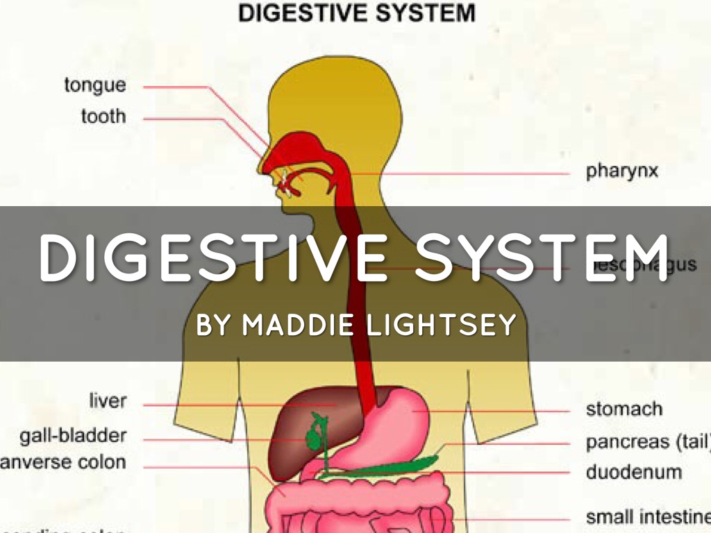 Digestive System 