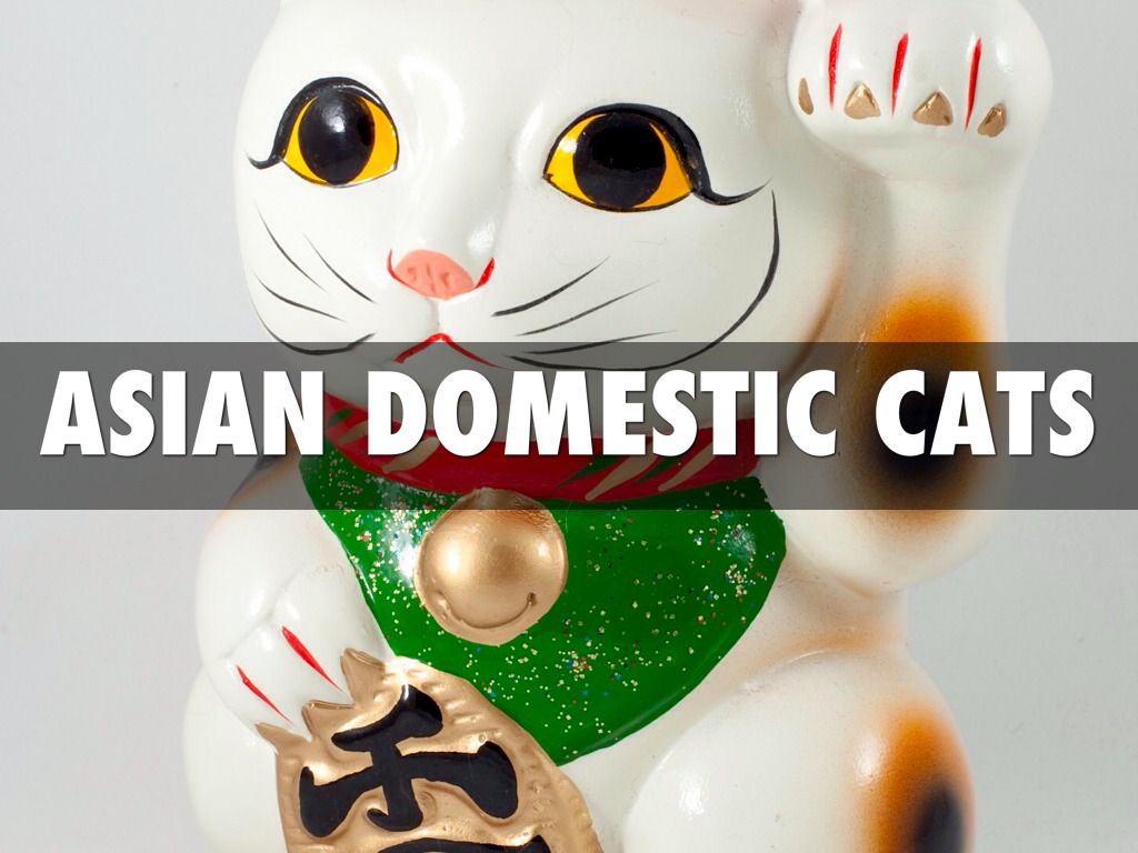    Asian Domestic Cat