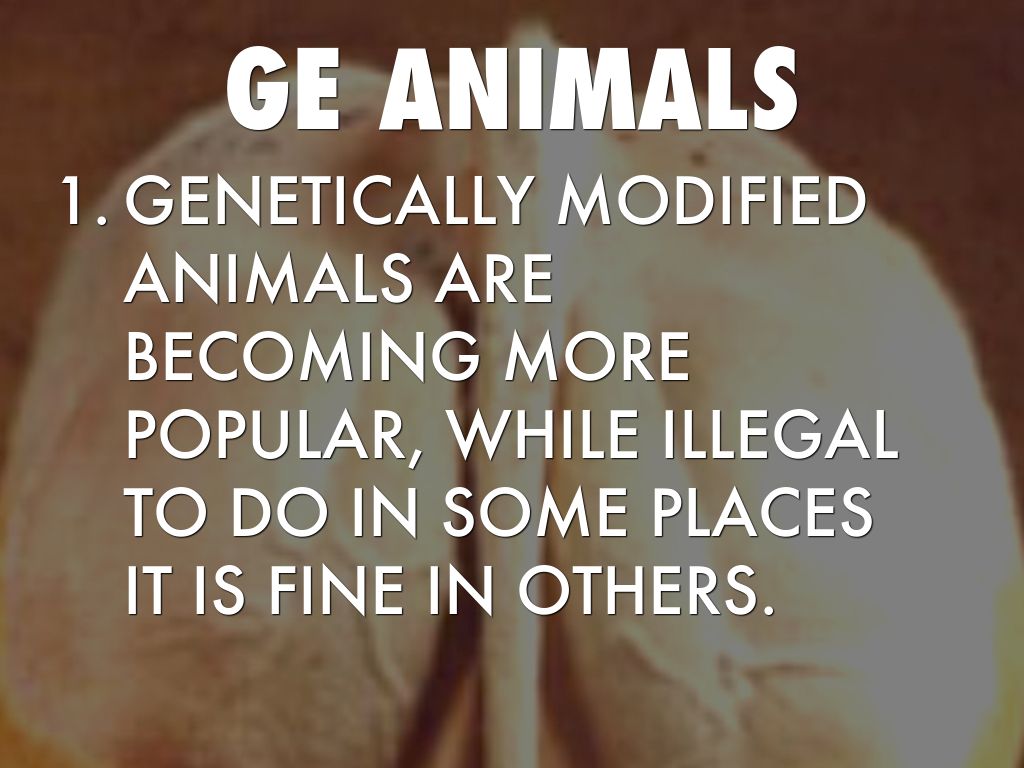 Genetically Engineered Animals