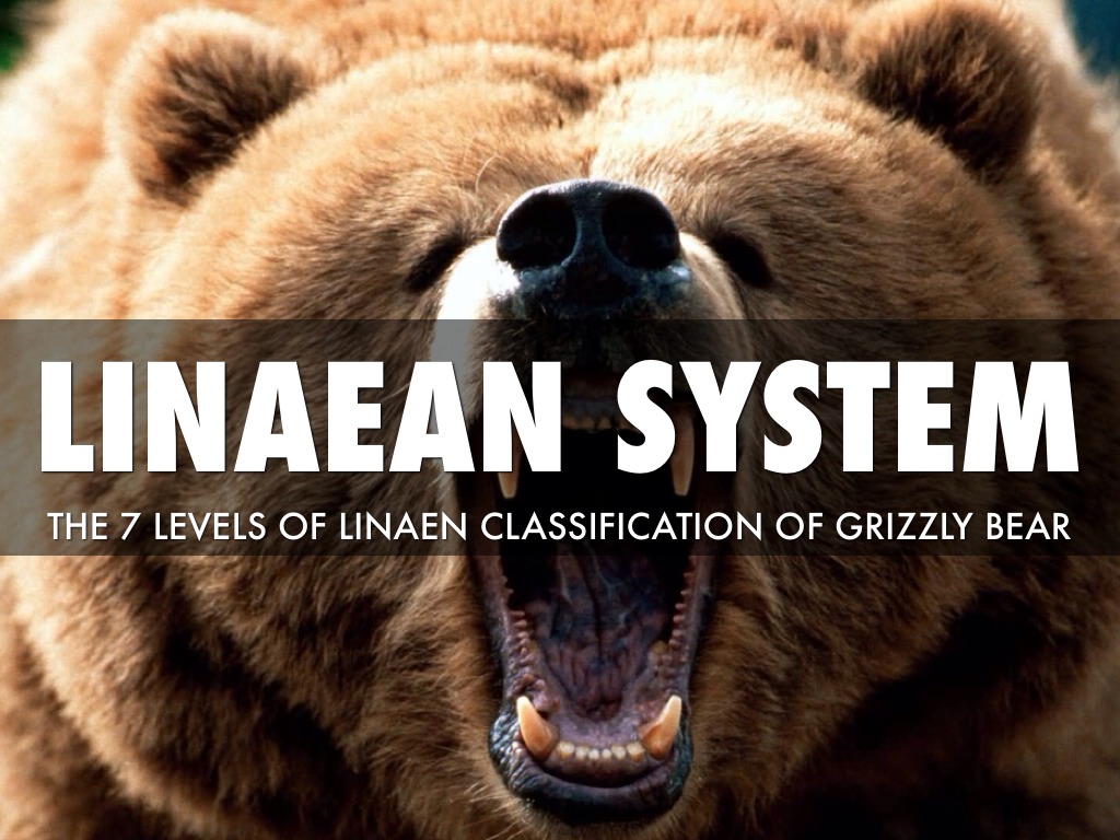 7 Levels Of Linaean Class