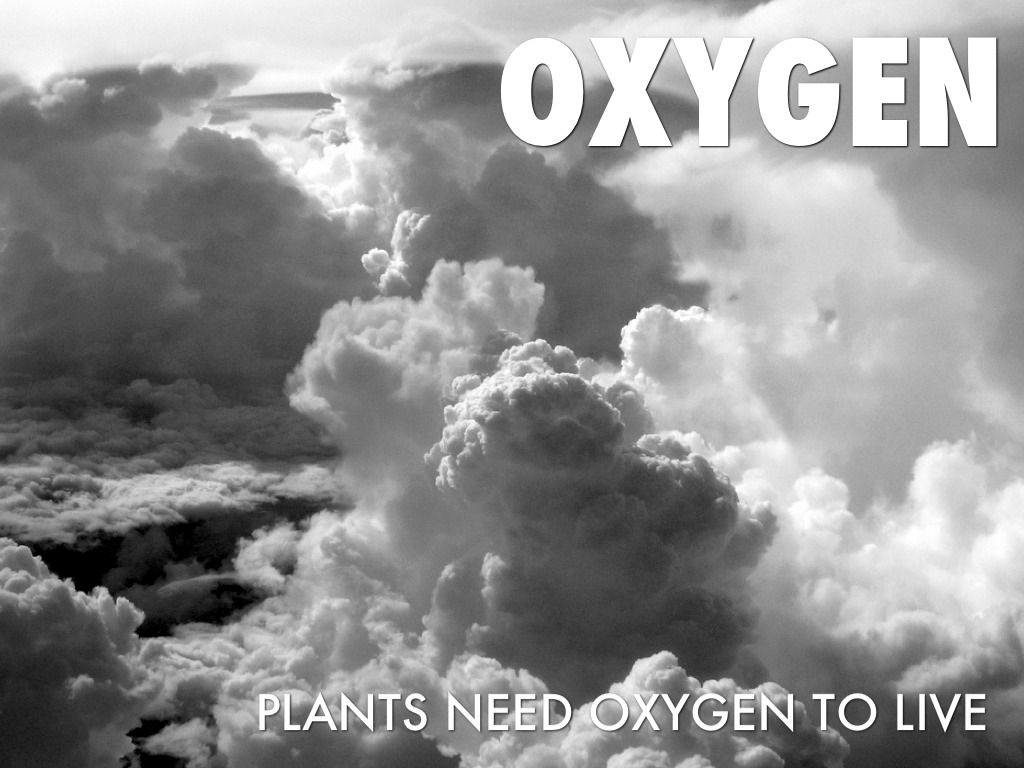 Plants Needs by SJE 4th Grade Cart